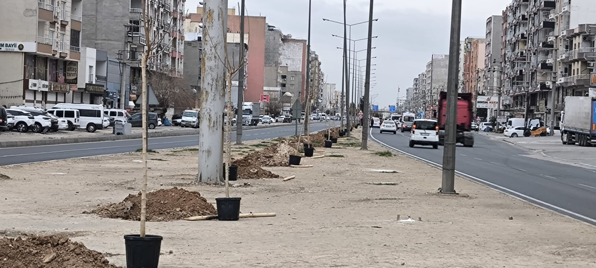 İpek Yolu Refüjlerine Ağaç Dikimi Başladı